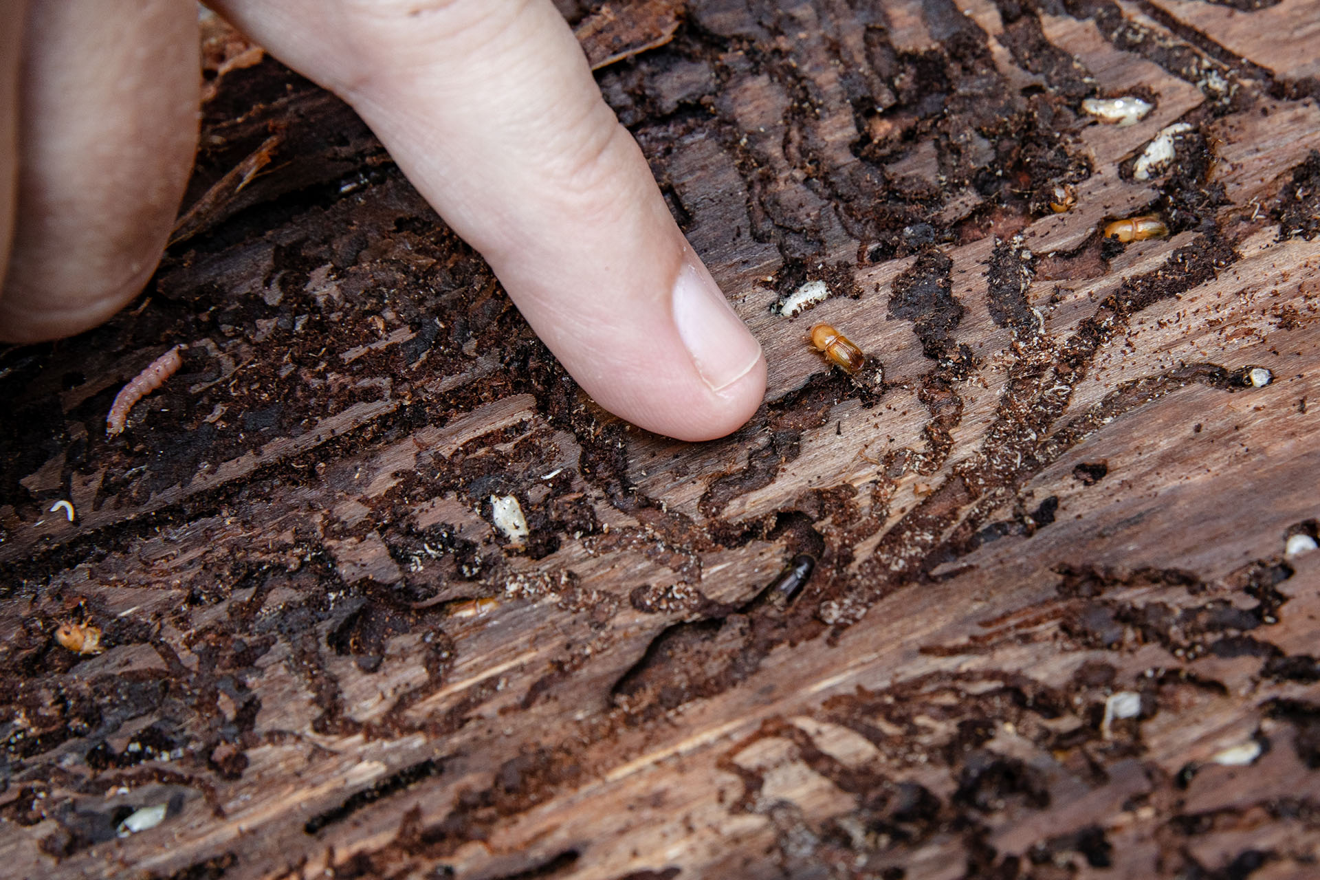 Von Borkenkäfern befallenes Holz in Oberösterreich