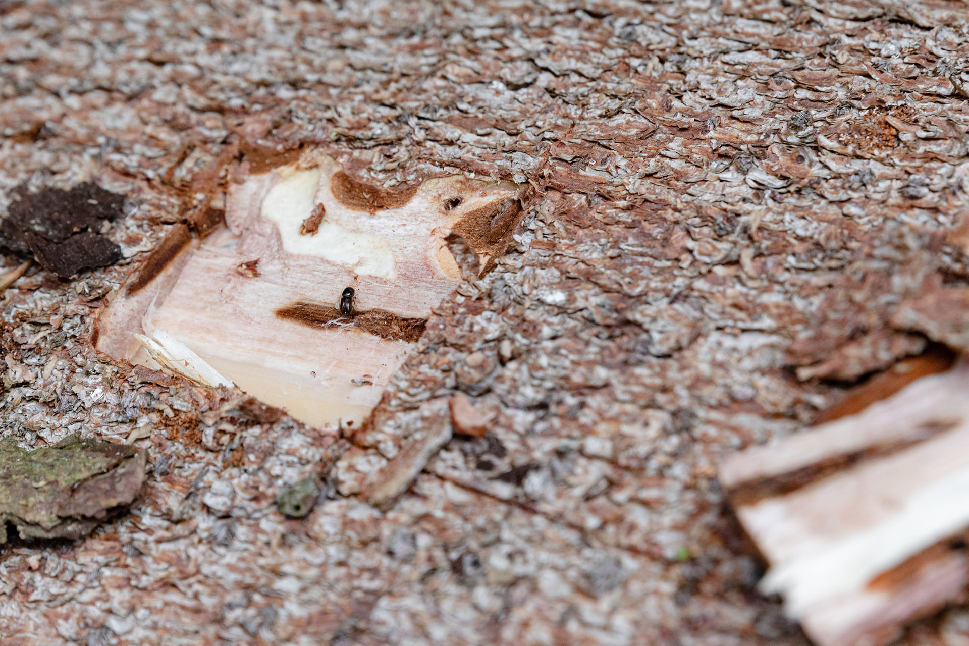 Von Borkenkäfern befallenes Holz in Oberösterreich