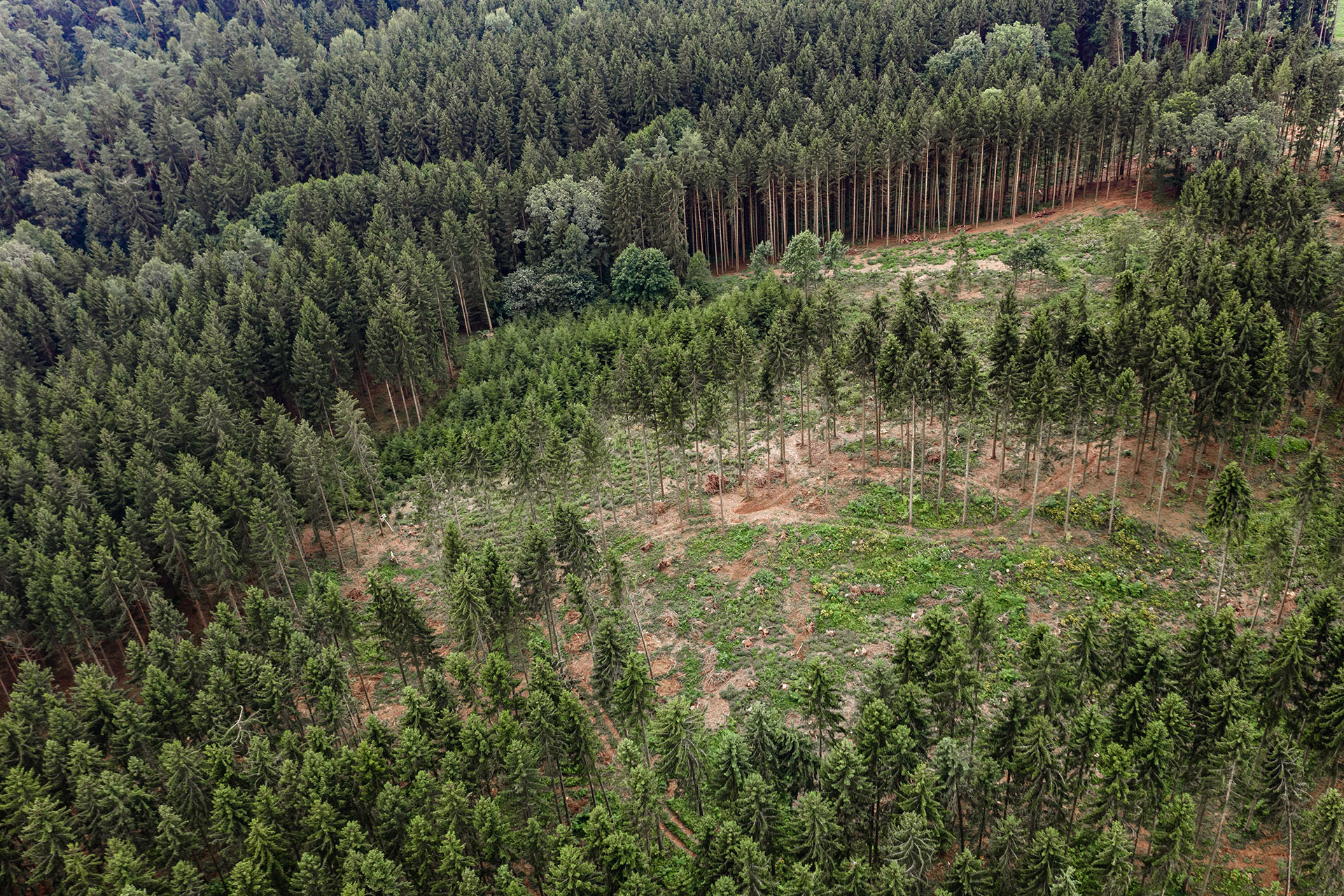 Eine Borkenkäferplage zerstört weitläufig Waldgebiete